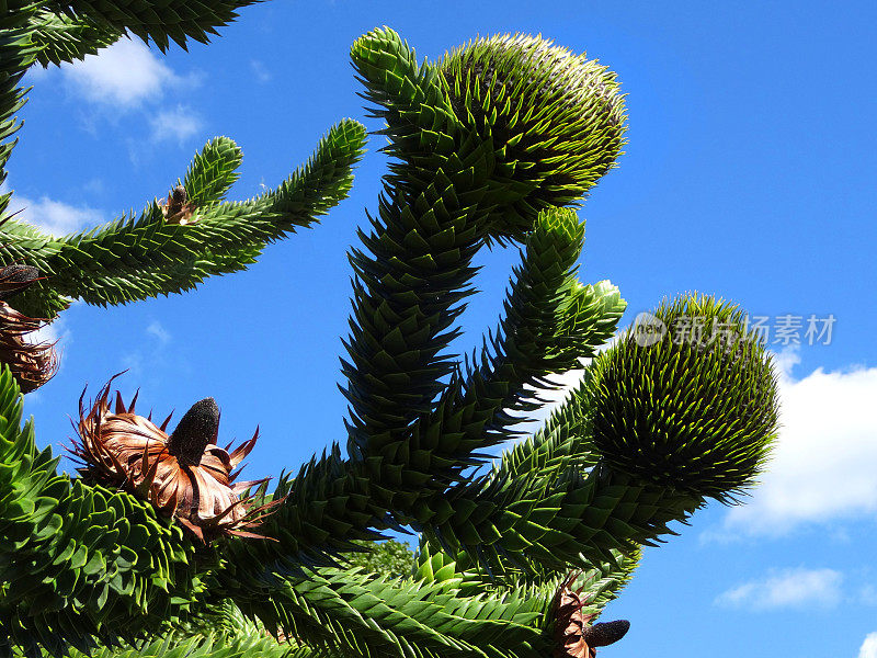 猴子拼图球果图像(智利松枝/ Araucaria araucana)